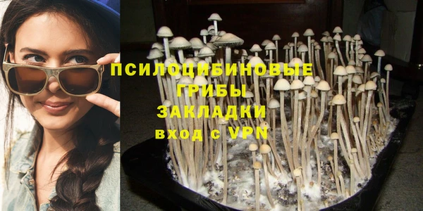 гашик Алексин